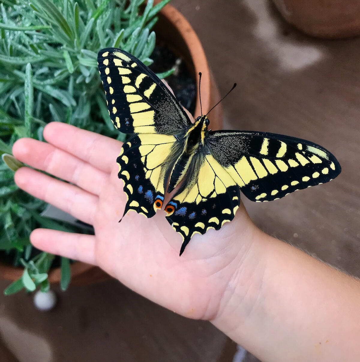 holding a butterfly